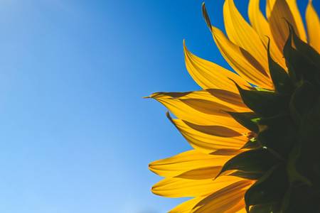 Bild einer Sonnenblume