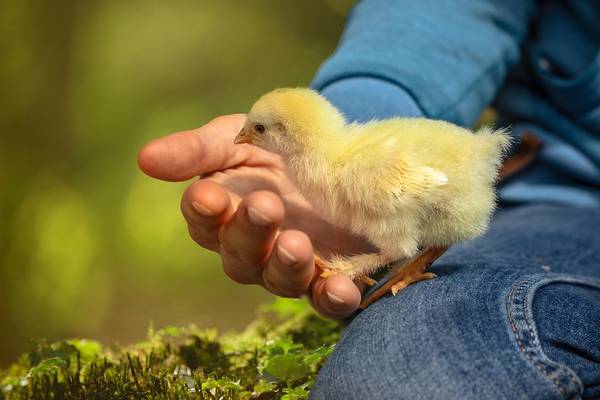 Quelle: salofoto/pixabay, chick-6652163_1280 Küken in einer Hand