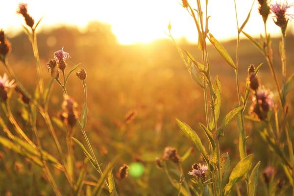 Bild von Blumenwiese im Sonnenuntergang