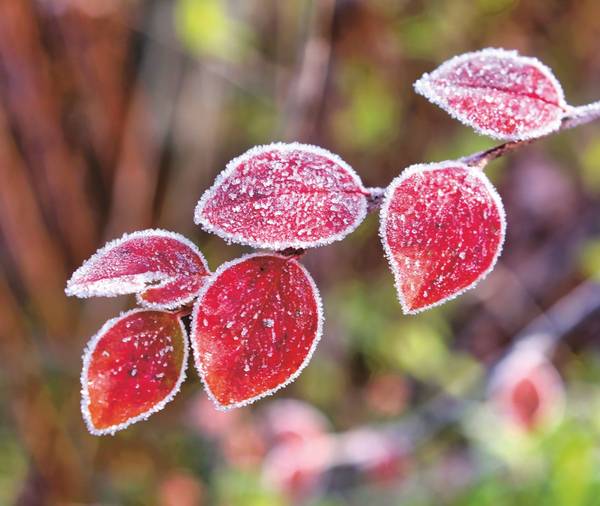 Rote Blätter mit Eiskristallen