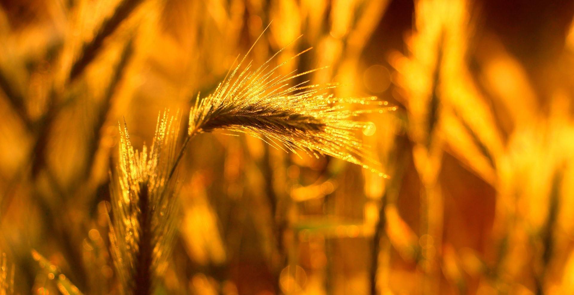 Bild von eine Weizenfeld